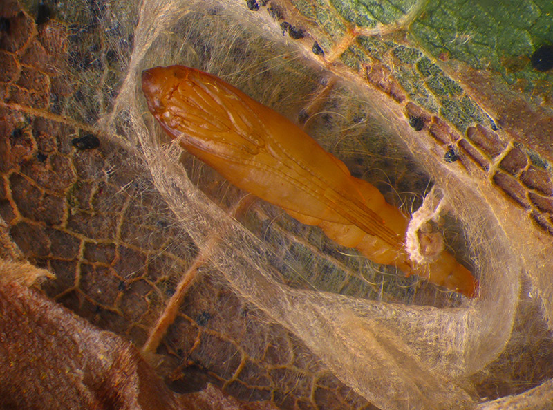 Lithocolletis (Phyllonorycter) platani